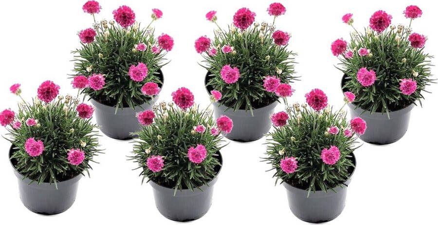 Plant In A Box Armeria maritima Set van 6 Roze bloeiende tuinplanten Pot 12cm Hoogte 20-30cm