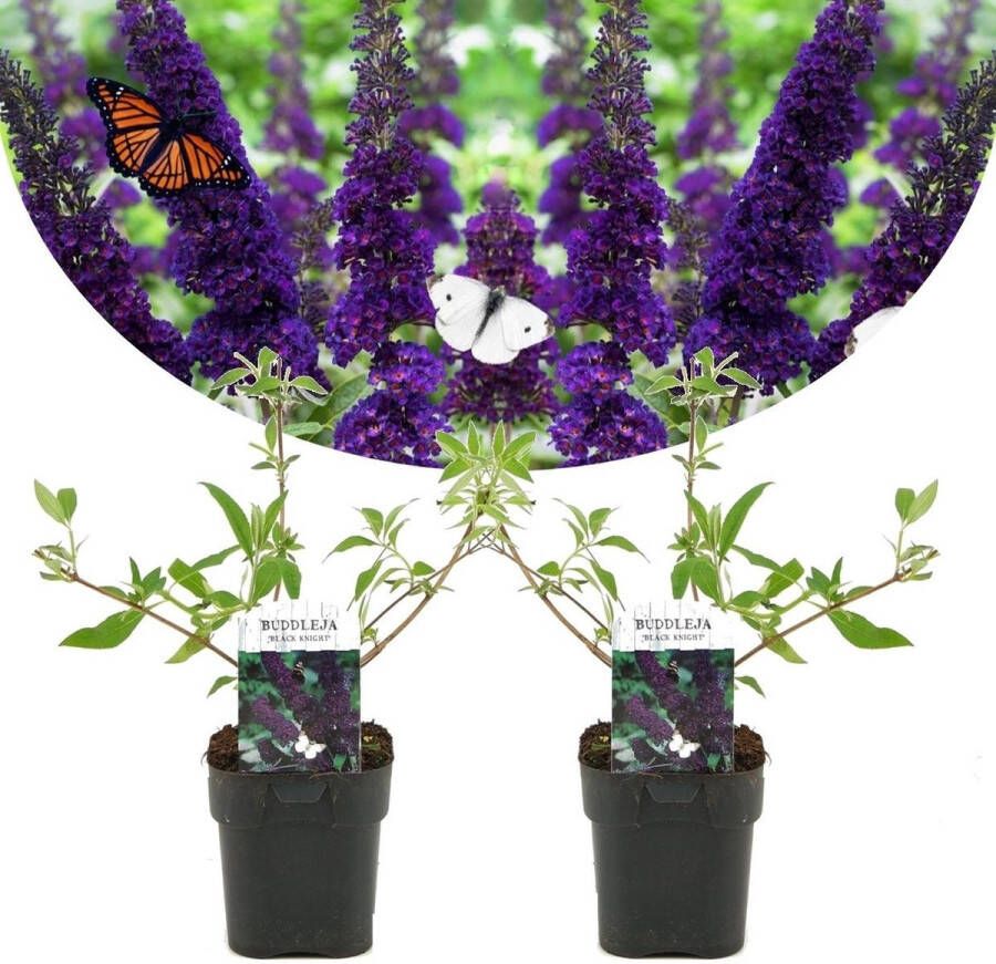Plant In A Box Set van 2 Buddleja 'Black Knight'- Pot ⌀17cm Hoogte 30-40cm Tuinplant Zwart Paarse Vlinderstruik Winterhard