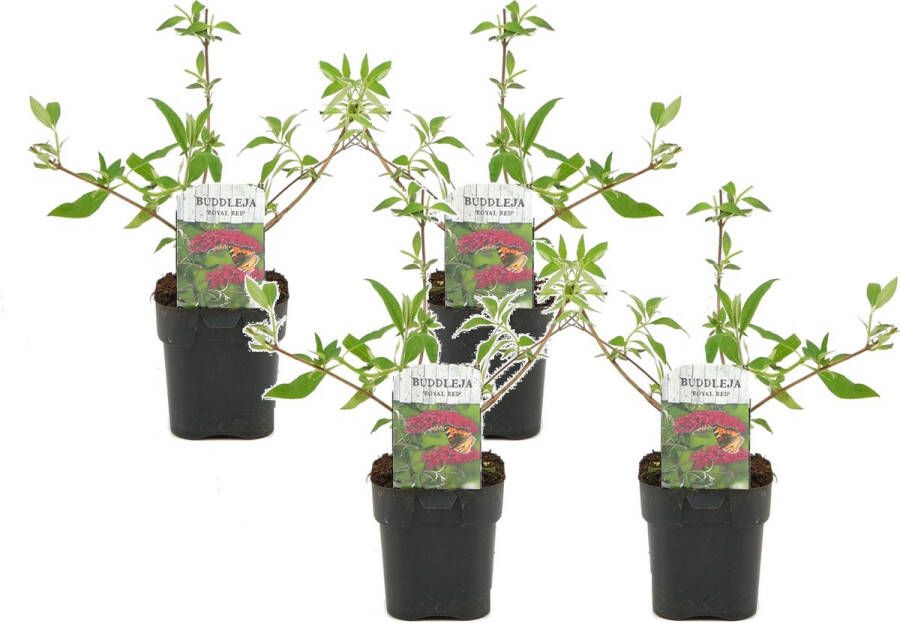 Plant In A Box Buddleja davidii 'Royal Red' Set van 4 vlinderstruik pot 17cm Hoogte 30-40cm tuinplanten winterhard