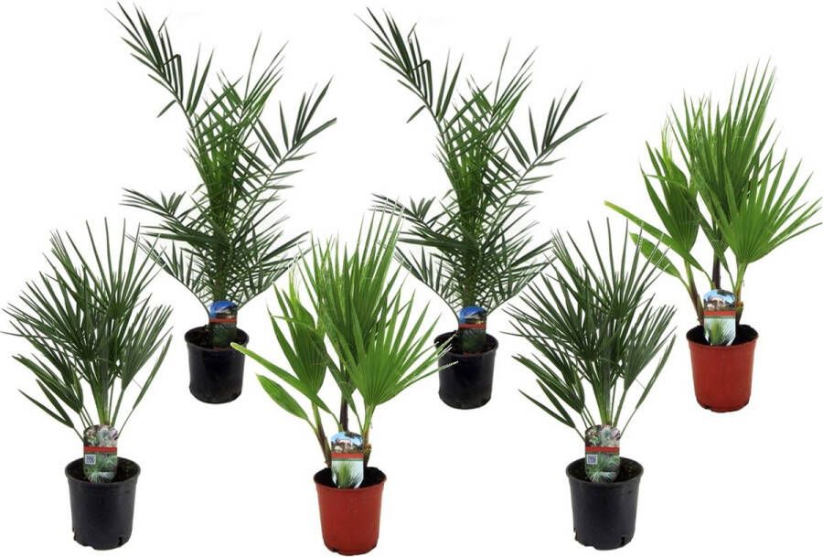 Plant in a Box Buiten Palmbomen Mix Van 6 Planten Pot 15cm Hoogte 50-70cm