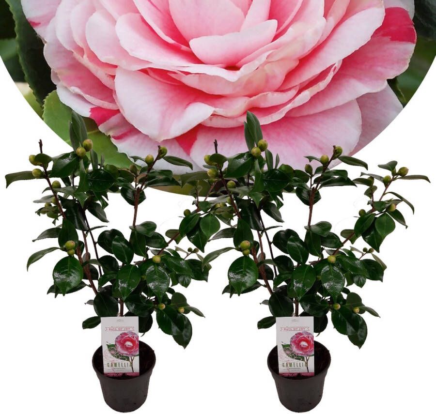 Plant In A Box Camellia japonica Bonomiana Set de 2 Japanse roos Camellia plant winterhard Pot 15cm Hoogte 50-60cm