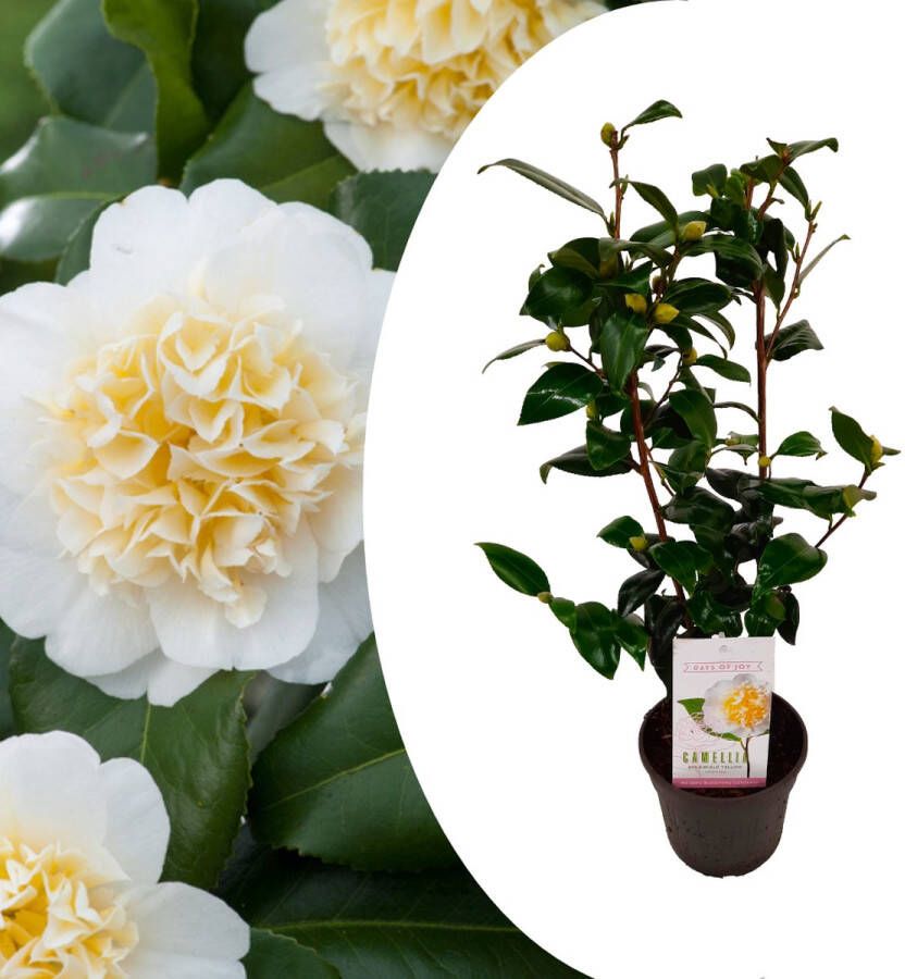 Plant In A Box Camellia japonica Brushfield's Yellow Japanse roos Camellia plant winterhard Pot 15cm Hoogte 50-60cm