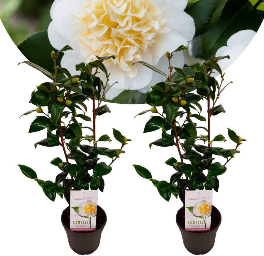 Plant In A Box Camellia japonica Brushfield's Yellow Set de 2 Japanse roos Camellia plant winterhard Pot 15cm Hoogte 50-60cm