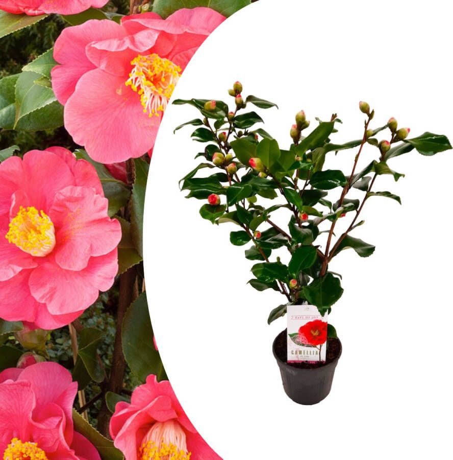 Plant In A Box Camellia japonica Dr. King Japanse roos Camellia plant winterhard Pot 15cm Hoogte 50-60cm