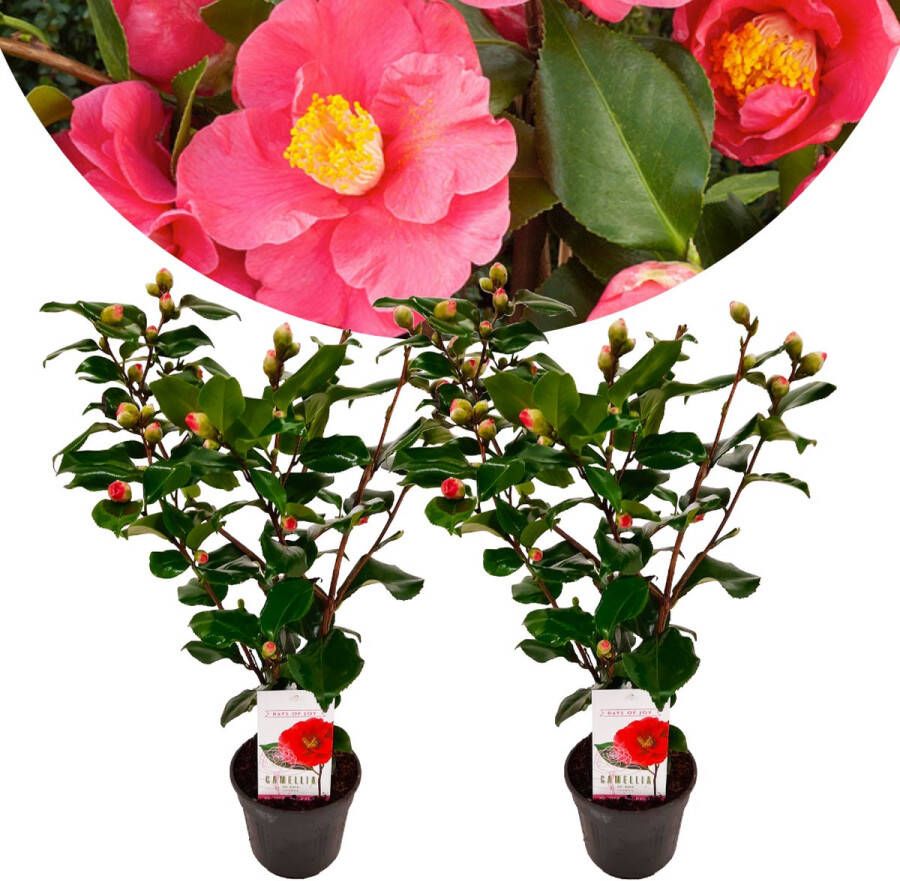Plant In A Box Camellia japonica Dr. King Set van 2 Japanse roos Camellia plant winterhard Pot 15cm Hoogte 50-60cm