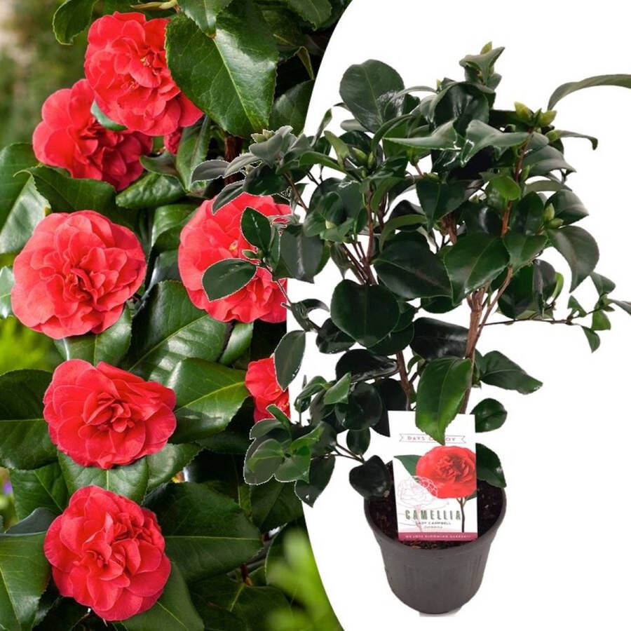 Plant In A Box Camellia japonica Lady Campbell Japanse roos Camellia plant winterhard Pot 15cm Hoogte 50-60cm
