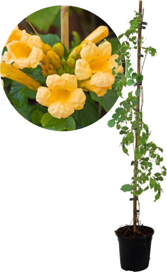 Plant in a Box Campsis 'flava' Xl Tuinplant Klimplant 17 Cm Hoogte 110 Cm