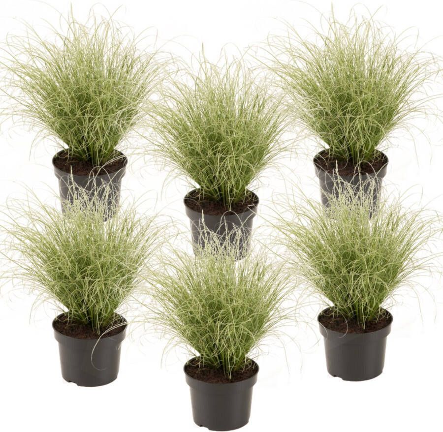 Plant in a Box Carex Amazon Mist Set Van 6 Pot 10 5 Hoogte 15-25cm