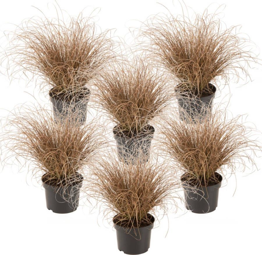 Plant In A Box Carex Comans Bronco Set van 6 Zegge Laaggroeiend Siergras Pot 10.5 Hoogte 15-25cm