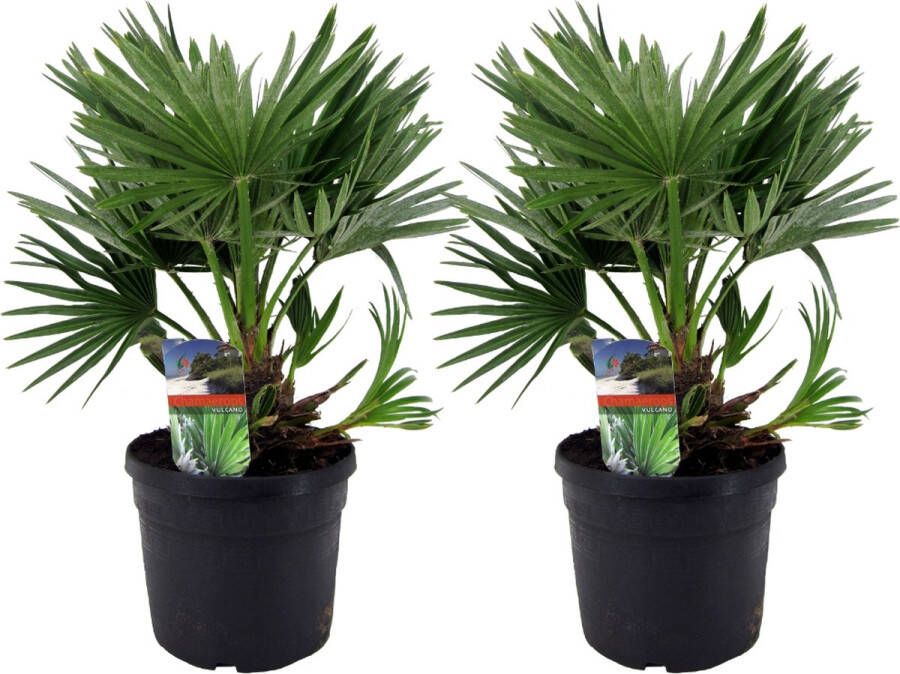 Plant In A Box Chamaerops 'Vulcano' Set van 2 Winterharde Dwergpalm De perfecte tuinplant Pot 19cm Hoogte 35-45cm
