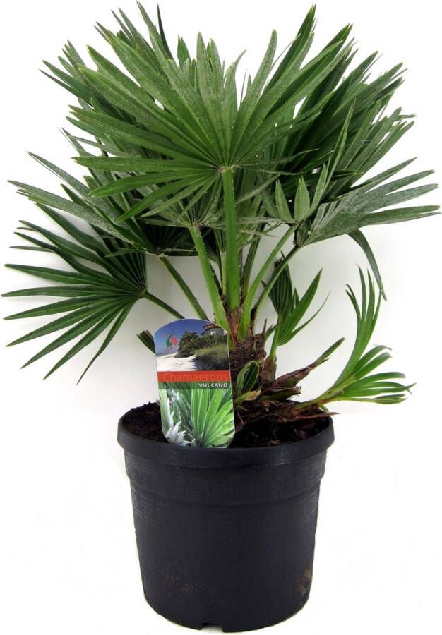 Plant In A Box Chamaerops 'Vulcano' Winterharde Dwergpalm De perfecte tuinplant Pot 19cm Hoogte 35-45cm