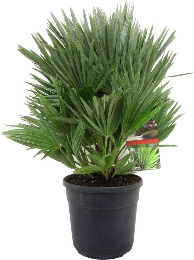 Plant In A Box Chamaerops 'Vulcano' Winterharde Dwergpalm De perfecte tuinplant Pot 24cm Hoogte 45-55cm