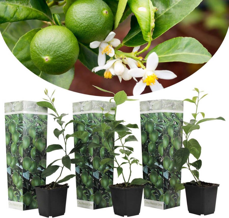 Plant In A Box Citrus aurantifolia Limoen Citroenboom Set van 3 Pot 9cm Hoogte 25-40cm Kuipplant
