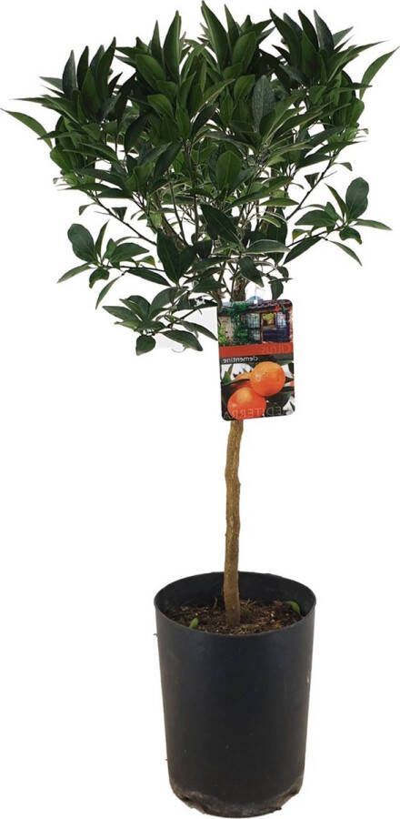 Plant In A Box Citrus aurantium Tarocco Bloedsinaasappel boom Pot 19cm Hoogte 90-110cm Fruitboom Citrus boom Potplant