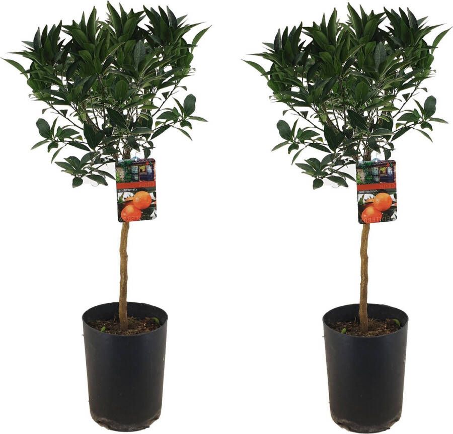 Plant In A Box Citrus aurantium Tarocco Set van 2 Bloedsinaasappel fruitboom Pot 19cm Hoogte 90-110cm