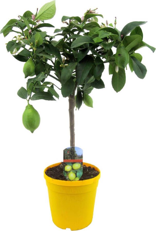Plant In A Box Citrus Limon Pot ⌀19cm Hoogte ↕ 60-70cm Citroenboom Terrasplant Mediterrane fruitboom Kamerplant Patioplant
