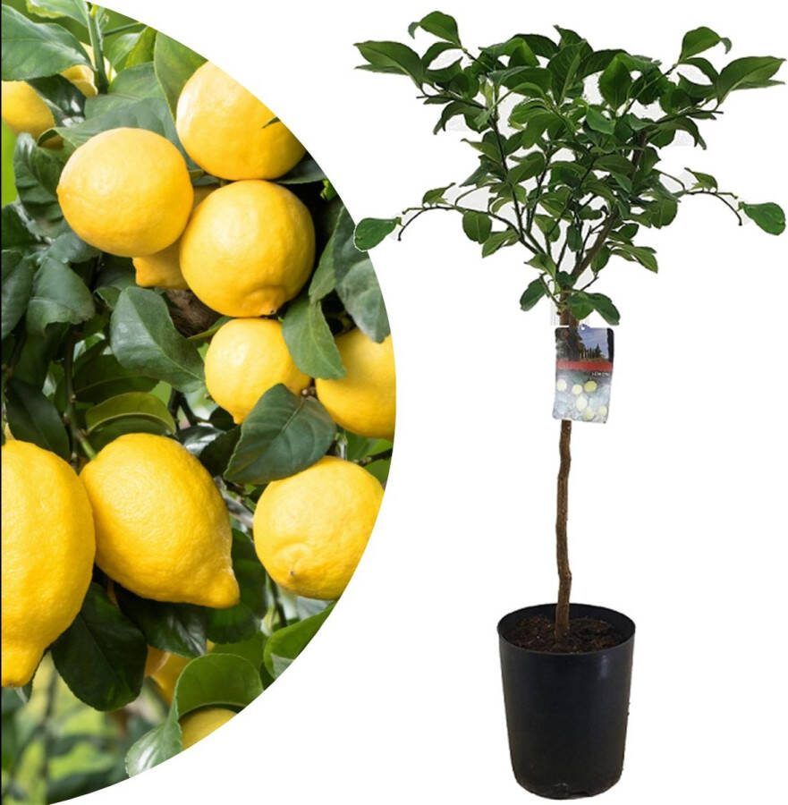 Plant In A Box Citrus Limon XL stam Citroenboom Prachtige sierplant met geurige bloemen Pot 19cm Hoogte 100-120cm