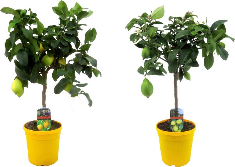 Plant In A Box Citrus Limon Set van 2 Citroenbomen Kamerplant Mediterrane fruitboom Pot 19cm Hoogte 60-70cm