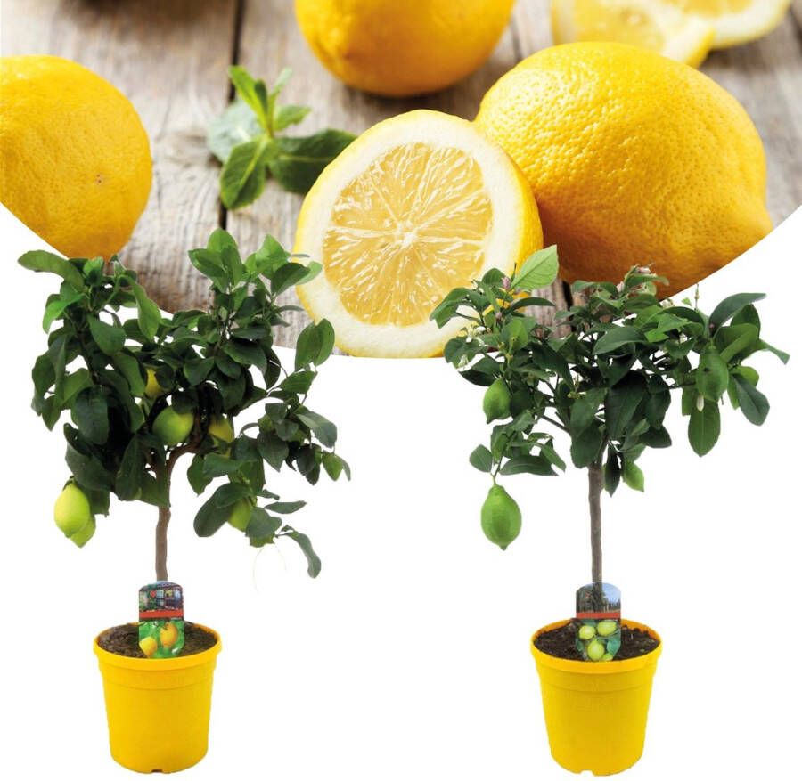 Plant In A Box Citrus Limon Set van 2 Citroenbomen Kamerplant Mediterrane fruitboom Pot 19cm Hoogte 60-70cm