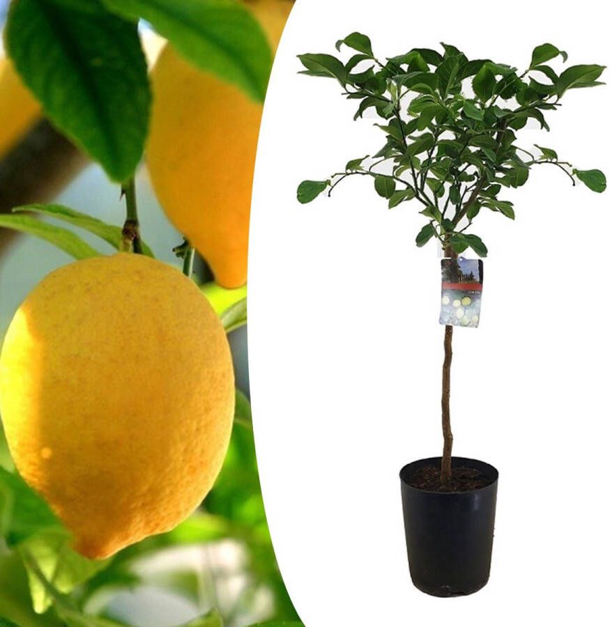 Plant In A Box Citrus Limon XL stam Citroenboom Prachtige sierplant met geurige bloemen Pot 19cm Hoogte 100-120cm