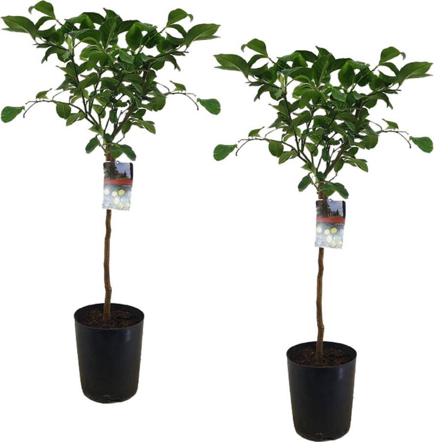 Plant In A Box Citrus Limon XL stam Set van 2 Citroenbomen Prachtige sierplant met geurige bloemen Pot 19cm Hoogte 100-120cm