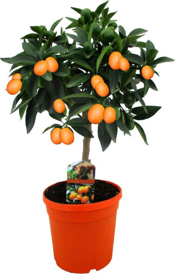 Plant In A Box Citrus microcarpa fortunella Kumquat Citrus Kumquat Citroenboom winterhard Pot 19cm Hoogte 50-60cm