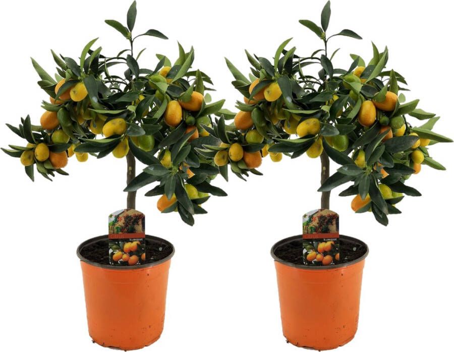 Plant In A Box Citrus microcarpa fortunella Kumquat Set van 2 Citrus Kumquat Citroenboom winterhard Pot 19cm Hoogte 50-60cm
