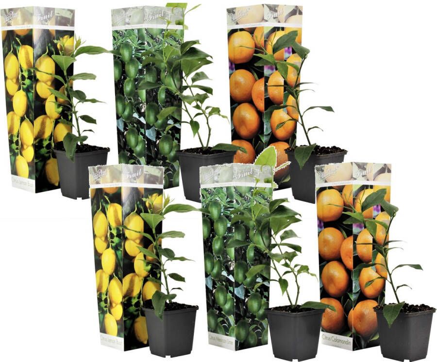 Plant In A Box Citrus Mix Set van 6 Citrus fruitbomen Citrus lime calamondin limon Pot 9cm Hoogte 25-40cm