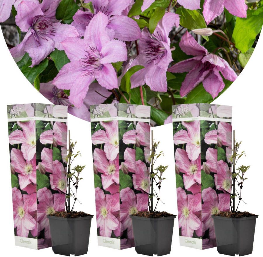Plant In A Box Clematis 'Hagley Hybrid' Set van 3 Klimplant met heldere roze bloemen Makkelijk te verzorgen winterharde tuinplant Pot 9cm Hoogte 25-40cm