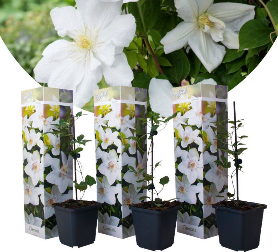 Plant In A Box Clematis hybrid 'Mme Le Coultre' Set van 3 Klimplant met heldere witte bloemen Makkelijk te verzorgen winterharde tuinplant Pot 9cm Hoogte 25-40cm