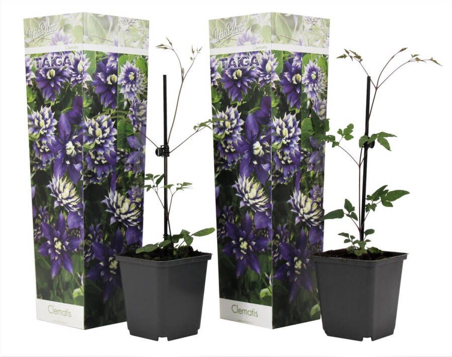 Plant In A Box Set van 2 Clematis Taiga Pot ⌀9cm Hoogte ↕ 25-30cm Winterhard Klimplanten Tuinplanten