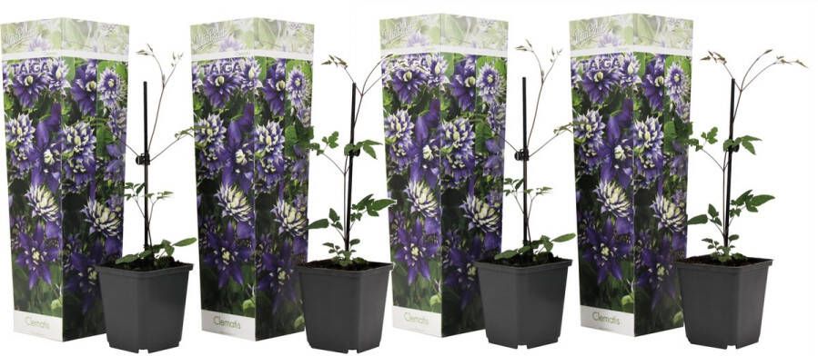 Plant in a Box Clematis Taiga Set Van 4 Winterharde Klimplanten Pot 9cm Hoogte 25-40cm