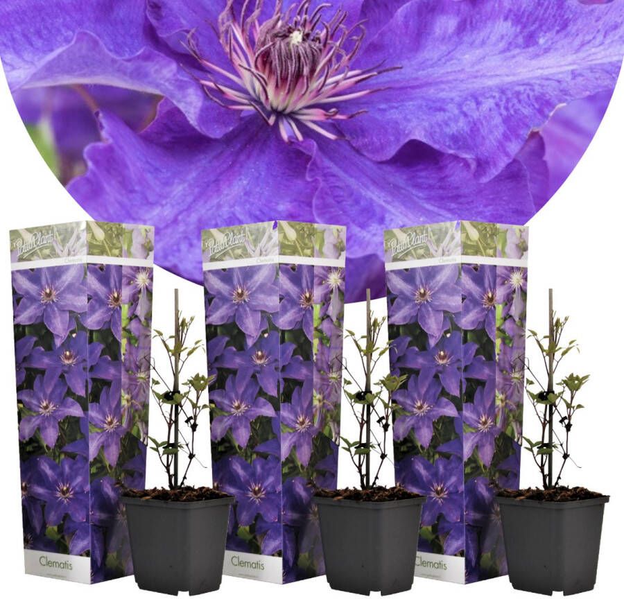 Plant In A Box Clematis 'The President' Set van 3 Klimplant met heldere paarse bloemen Makkelijk te verzorgen winterharde tuinplant Pot 9cm Hoogte 25-40cm