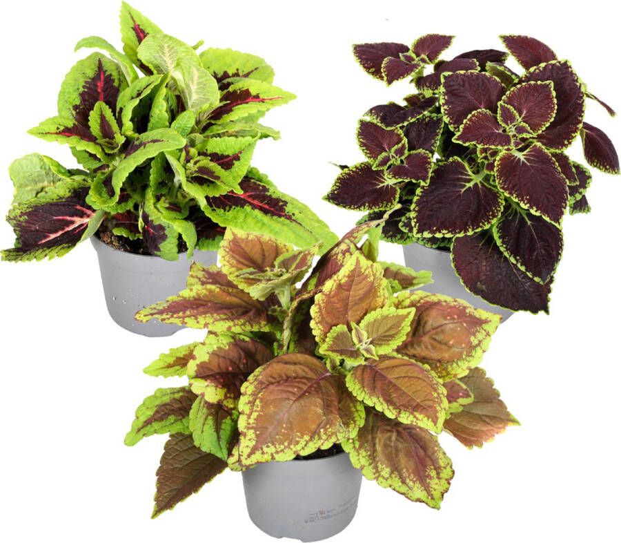 Plant In A Box Coleus Brandnetel Echte kamerplant met verschillende kleuren Pot 13cm Hoogte 25-40cm