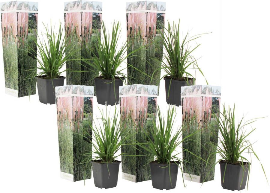 Plant In A Box -Cortaderia selloana Set van 6 Roze Pampas siergrassen Pot 9cm Hoogte 25-40cm