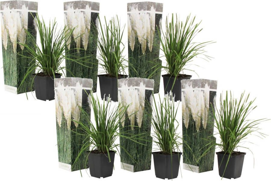 Plant In A Box -Cortaderia selloana Set van 6 Witte Pampas siergrassen Pot 9cm Hoogte 25-40cm