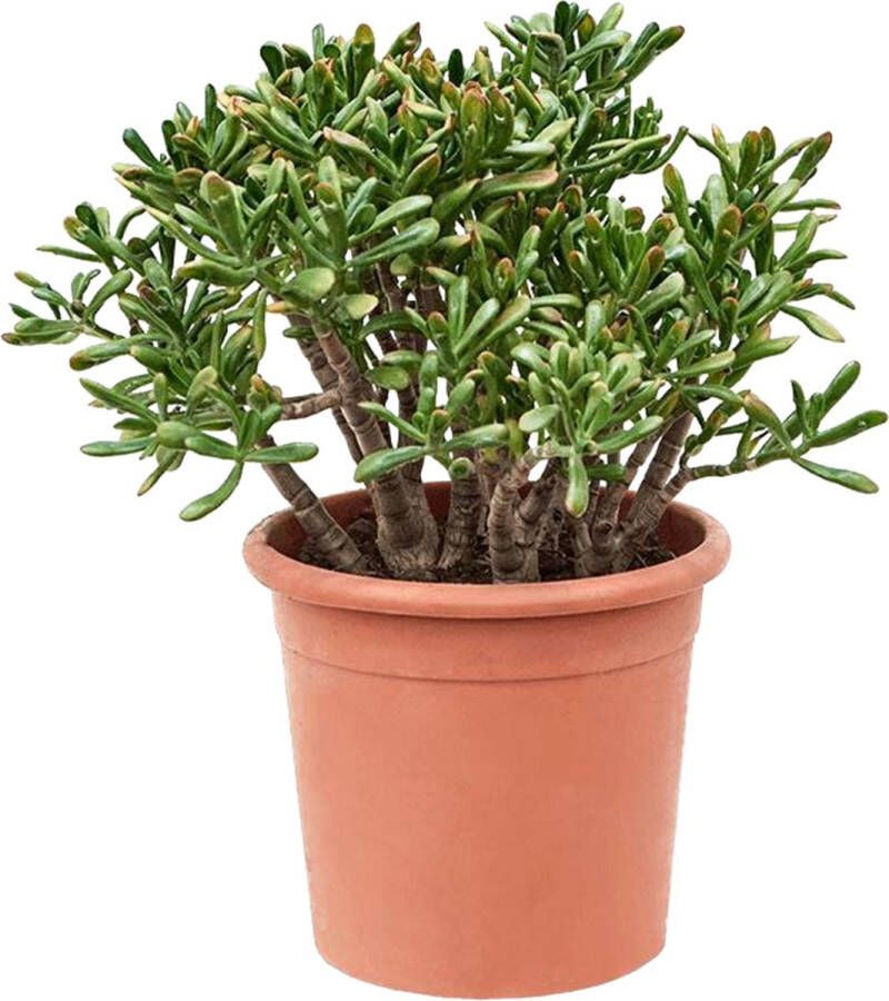 Plant in a Box Crassula Ovata Hobbit Vetplant Kamerplant Pot 30cm Hoogte 55-60cm