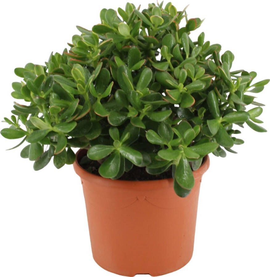 Plant in a Box Crassula Ovata Minor Vetplant Kamerplant Pot 17cm Hoogte 30-35cm