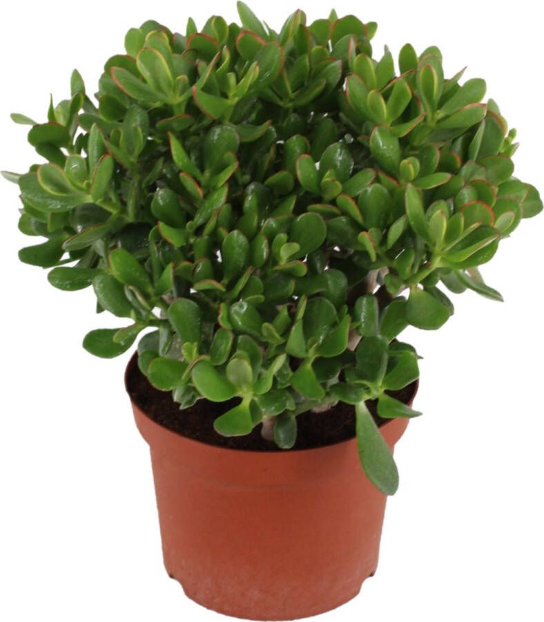 Plant in a Box Crassula Ovata Minor Vetplant Kamerplant Pot 23cm Hoogte 45-50cm