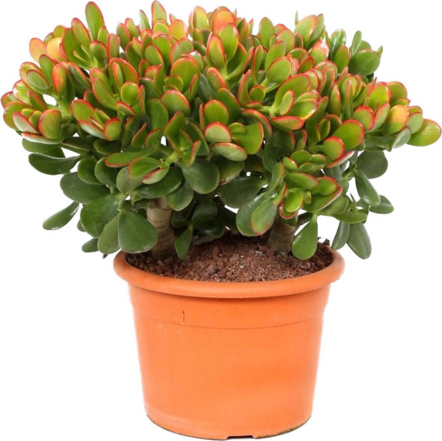 Plant in a Box Crassula Ovata Sunset Vetplant Kamerplant Potmaat 17cm Hoogte 30-35cm