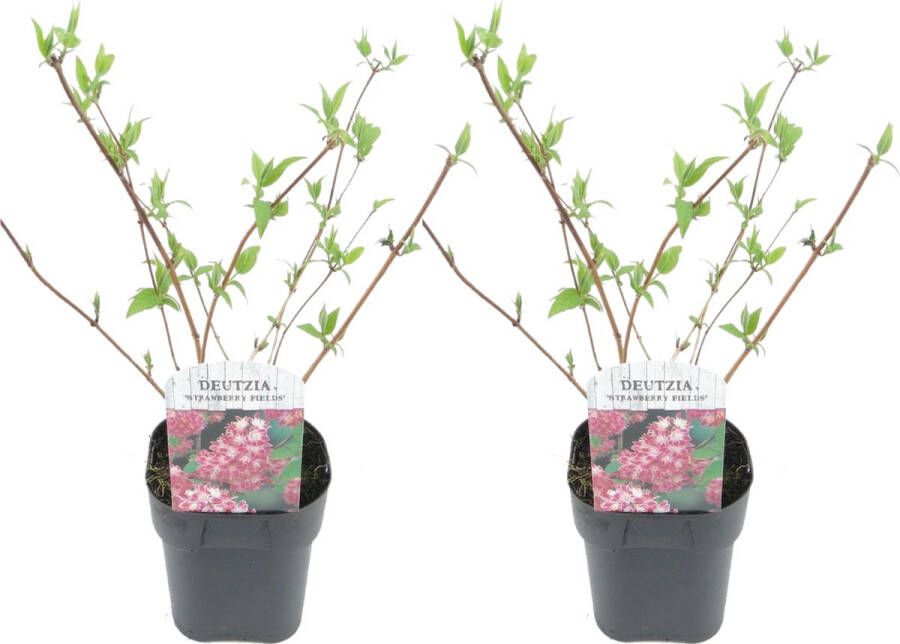Plant In A Box Deutzia x hybrida 'Strawberry Fields' Set van 2 Bloeiende Deutzia Pot 17cm Hoogte 25-40cm
