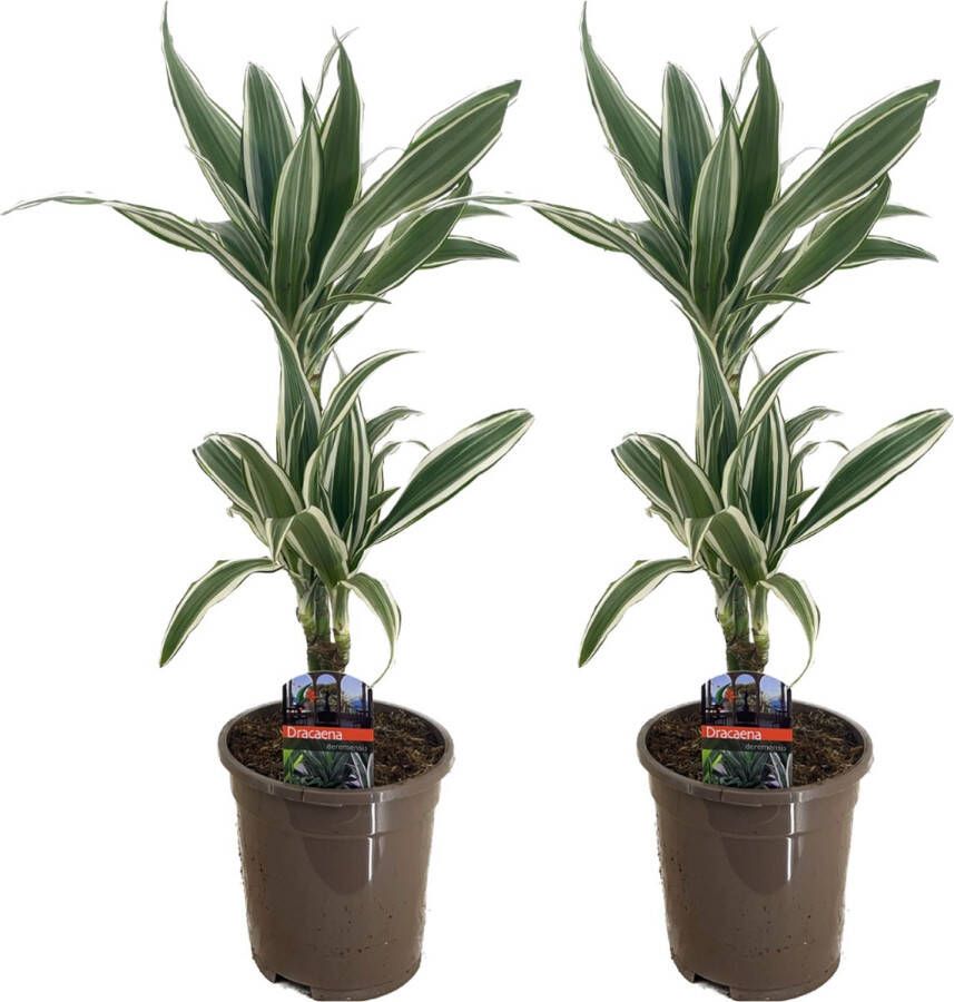 Plant In A Box Dracaena Deremensis White Stripe Drakenboom set van 2 Pot 17cm Hoogte 60-70cm