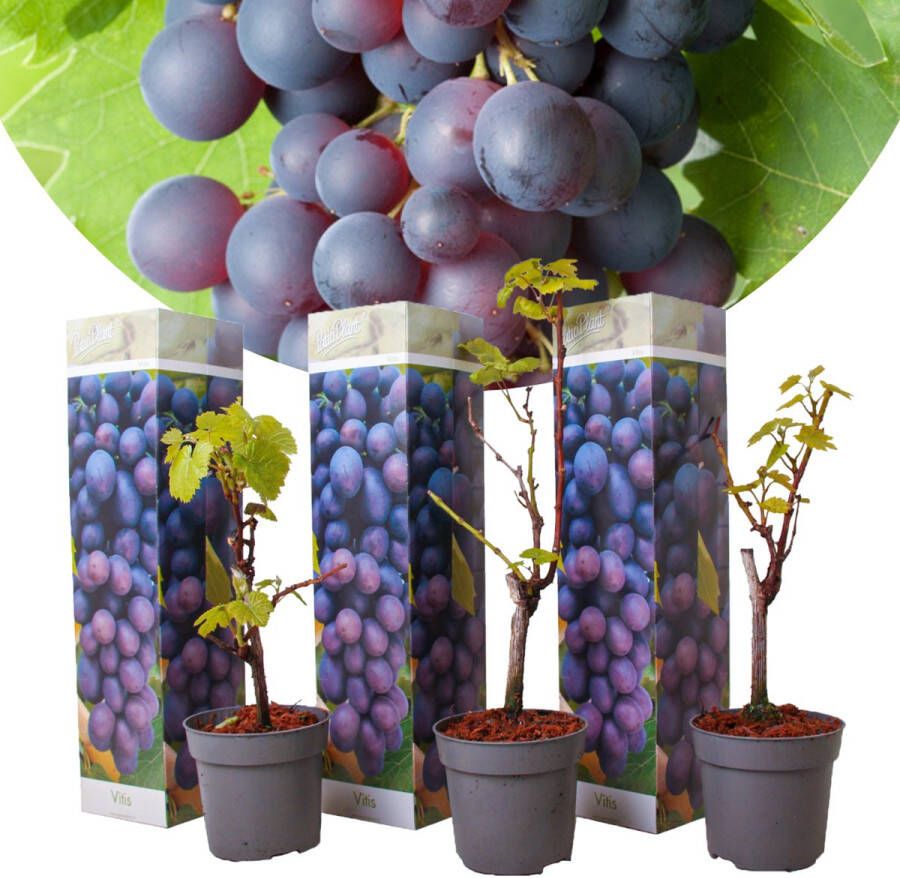 Plant In A Box Druivenplanten Set van 3 Vitis Vinifera Blauwe Druif Winterhard Pot 9cm Hoogte 25-40cm