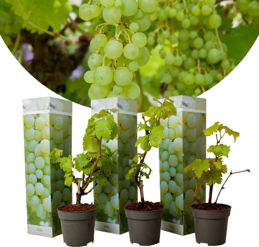 Plant In A Box Druivenplanten Set van 3 Vitis Vinifera Witte Druif Winterhard Pot 9cm Hoogte 25-40cm