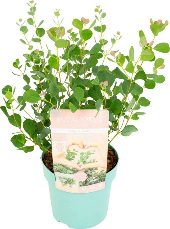 Plant In A Box Eucalyptus Botanic Hearts Eucalyptusstruik Tuinplant Pot 19cm Hoogte 40-50cm