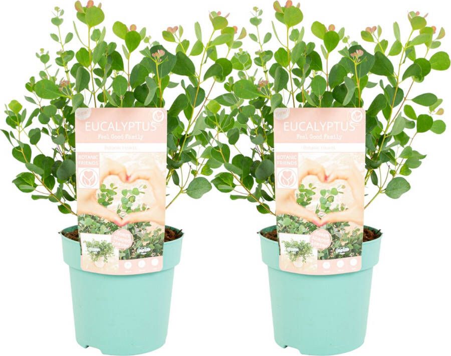 Plant In A Box Eucalyptus Botanic Hearts Set van 2 Eucalyptusstruik Tuinplant Pot 15cm Hoogte 40cm