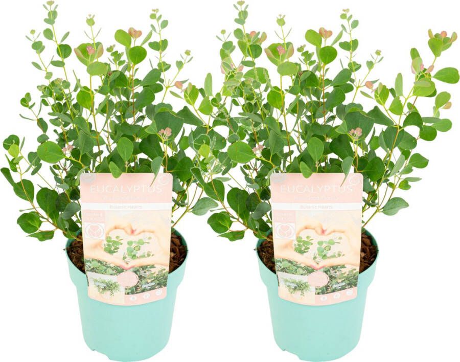 Plant In A Box Eucalyptus Botanic Hearts Set van 2 Eucalyptusstruik Tuinplant Pot 19cm Hoogte 40-50cm