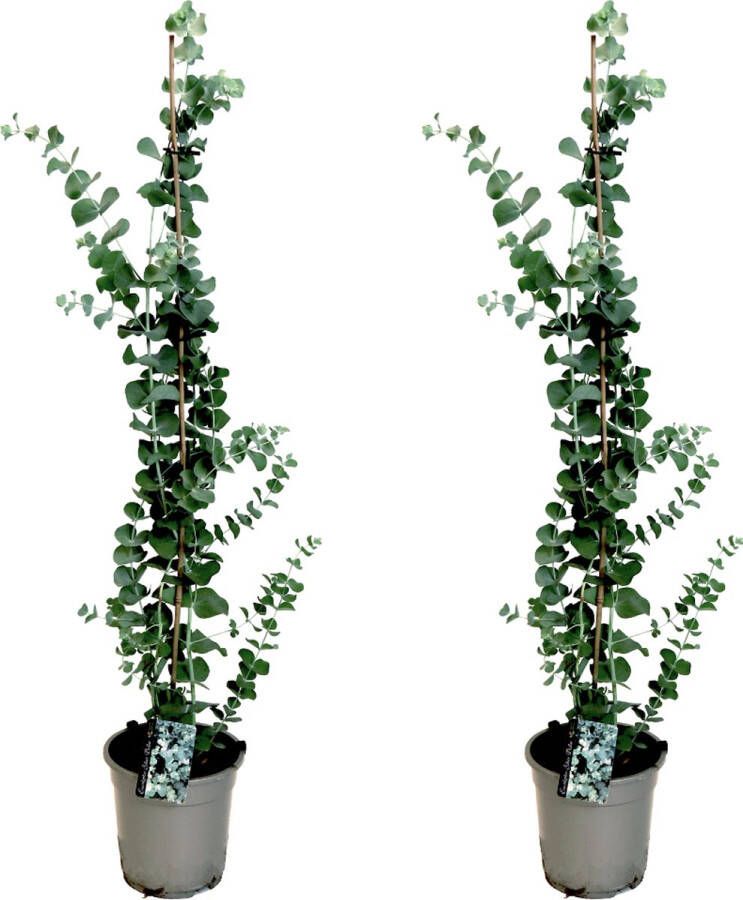 Plant In A Box Eucalyptus cinerea 'Silver Dollar' Set van 2 Winterharde Eucalyptus Pot 19cm Hoogte 100-110cm
