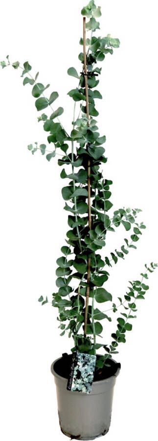 Plant In A Box Eucalyptus cinerea 'Silver Dollar' Winterharde Eucalyptus Pot 19cm Hoogte 100-110cm