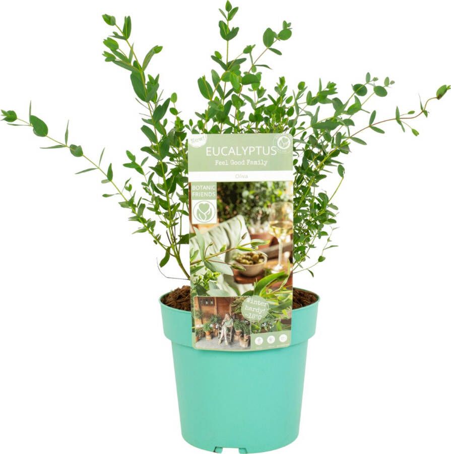 Plant In A Box Eucalyptus parvifolia 'Oliva' Eucalyptusstruik Tuinplant Pot 19cm Hoogte 40-50cm